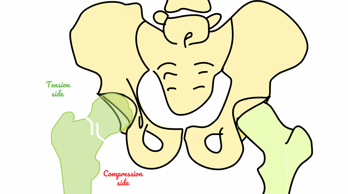 Orthom8 Newsletter #2